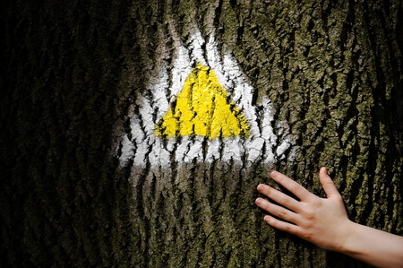 Human hand on a tree bark marked with a yellow hiking trail signの写真素材