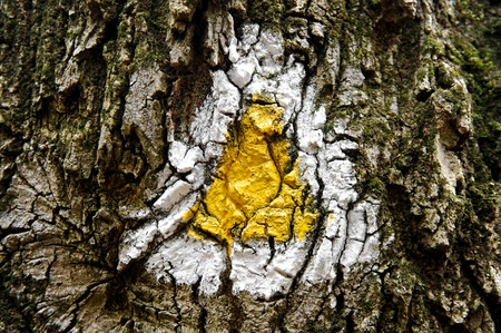 Old tree bark marked with a yellow triangle hiking trail signの写真素材