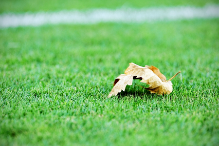 One fallen leave on a green artificial soccer turfの写真素材