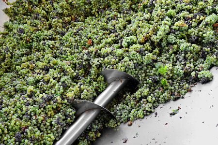 Different types of grapes are crushed by industrial grape crusher machineの写真素材