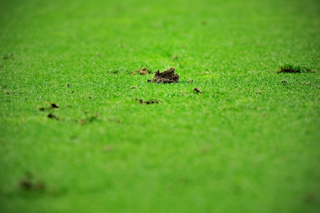 Detail shot with pieces of damaged turf on a soccer fieldの写真素材