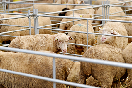 Dozens of sheep grazing inside a pen in a sheep farmの写真素材