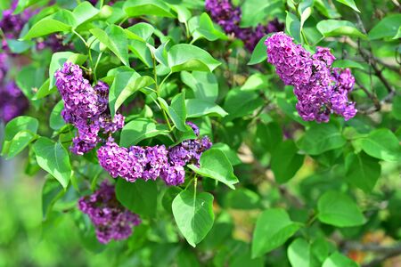 Lilac flowers blooming on lilac tree branch in early springtime
