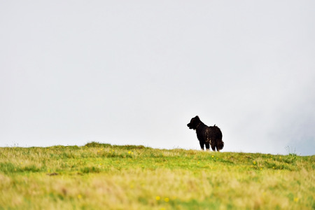 Shepherd dog protecting sheep herd on alpine pasture