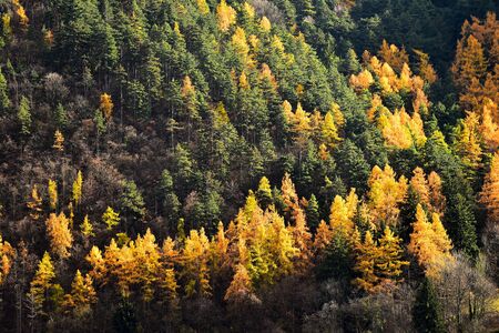 Contrast between larch trees and pine trees in autumn seasonの写真素材