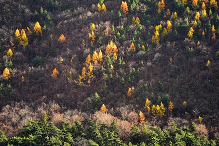 Contrast between larch trees and pine trees in autumn season