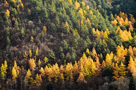 Contrast between larch trees and pine trees in autumn seasonの写真素材