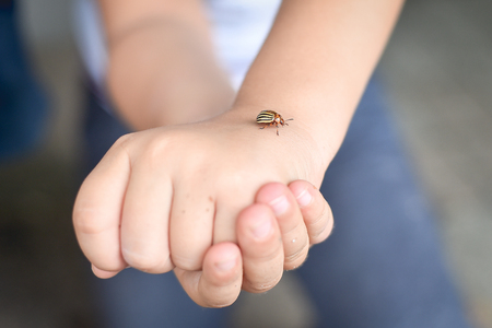 Children hands holding a colorado potato beetleの写真素材
