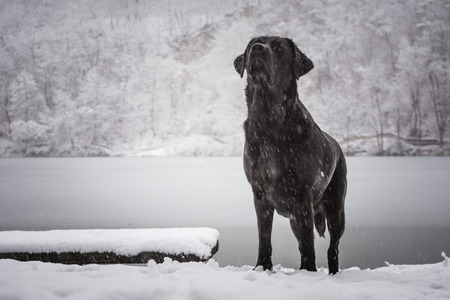 Looking up black dog Labrador Retriever with a frozen lake and snowed forest in the backgroundの写真素材