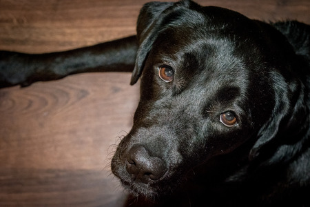 Black dog Labrador Retriever lying on the floorの写真素材
