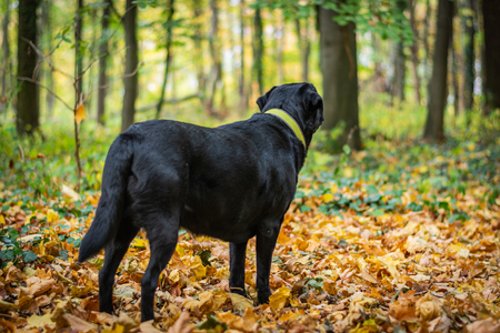 Black Labrador Retriever dog standing in the forest during autumn, dog has green collar, orange leaves are aroundの写真素材
