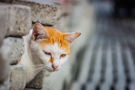 White-and-ginger cat looks from behind a gray wall and looks ahead, cat's yellow eyes, gray blurred backgroundの写真素材