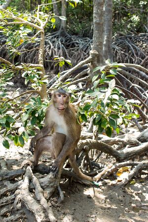 Monkey. Animal. A funny monkey lives in a mangrove forestの写真素材