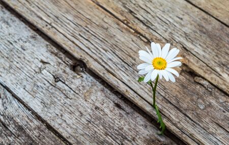 Daisy flower standing alone on wooden backgroundの写真素材