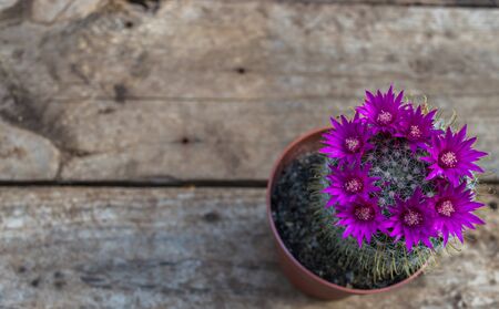 Beautiful blooming cactus on wooden backgroundの写真素材