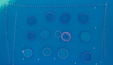 Cages for fish farming aの写真素材