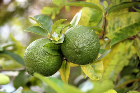 Lemons still on the tree
