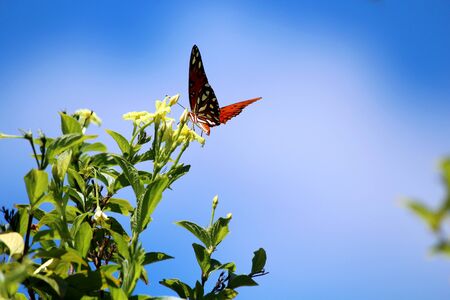 Beautiful butterfly sitting on flower in sunshine.