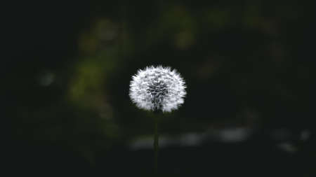 Greens with dark background.の写真素材