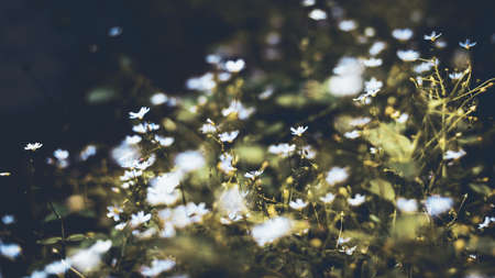 White flowers.