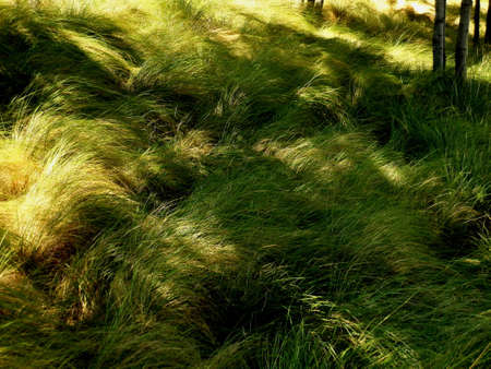 Native grass and kightの写真素材