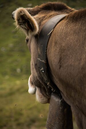 Portrait of a cow in the field, brown. With his bezer on his neck.の写真素材