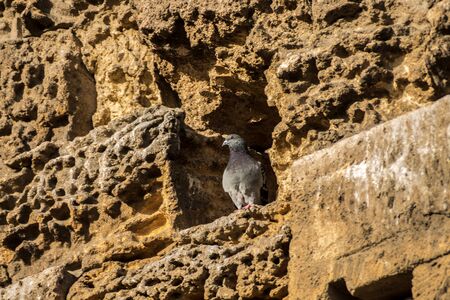 Colored pigeon on a rock wallの写真素材