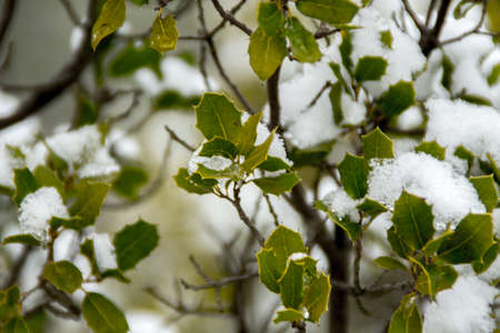 Snowy green leaf textureの写真素材