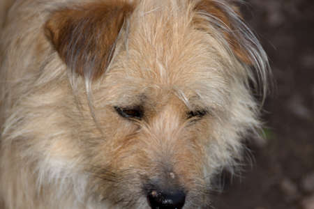Portrait of a young beige dog with a beautiful lookの写真素材