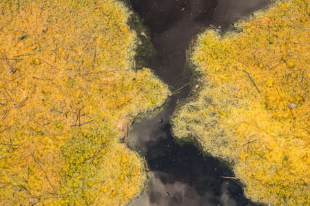 Moss and water texture