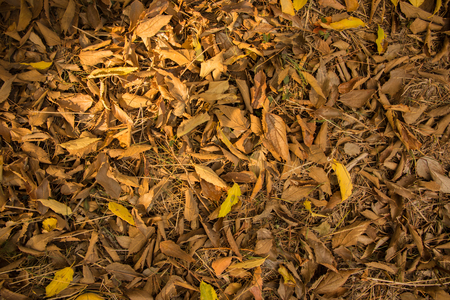 Texture of brown and yellow leavesの写真素材