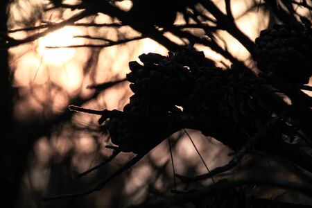 Pineapples and branches of a tree with the sun in the background.Picture taken in springtimeの写真素材