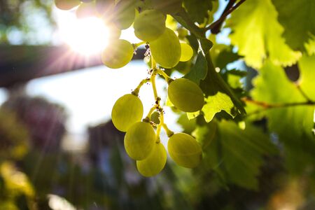 Green grapes in a vineyard with the background sun and green leaves.の写真素材