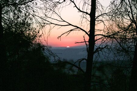 Spring sunset with the silhouette of trees. Branch texturesの写真素材