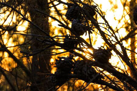 Pineapples and branches of a tree with the sun in the background.Picture taken in springtimeの写真素材