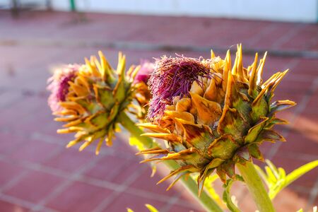 Purple flower with green stem of a gardenの写真素材