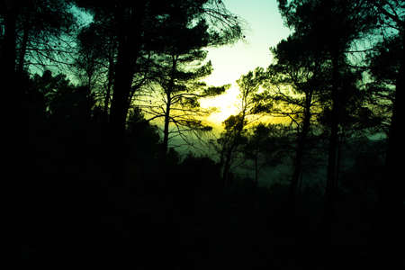 Silhouette of a forest with trees at a spring sunsetの写真素材