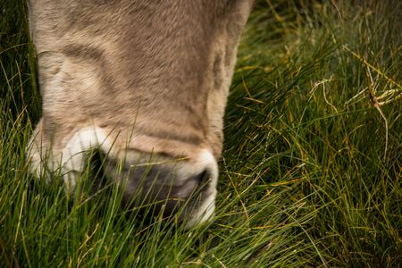 Cow grazing in the mountain in a green meadowの写真素材