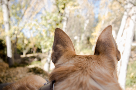 Alert dog ears. Beautiful dog on natural backgroundの写真素材