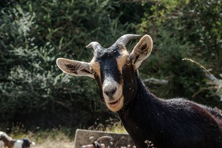 Mountain goats in the  mountains. Playing between themの写真素材