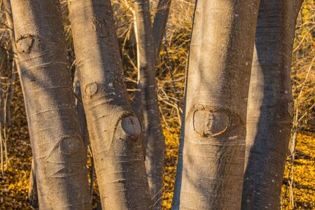 Tree trunks and nature in the backgroundの写真素材