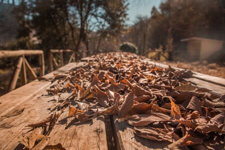 Leaves of tree on a wooden table. And in the background the forest and the skyの写真素材