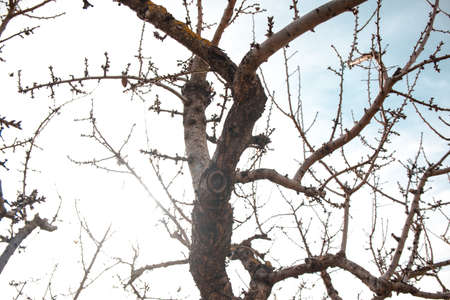 Branches of almond tree without flower with the sky in the background. Texture tree branches