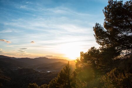 Sunset among pine trees, texture of tree branches. Landscape 