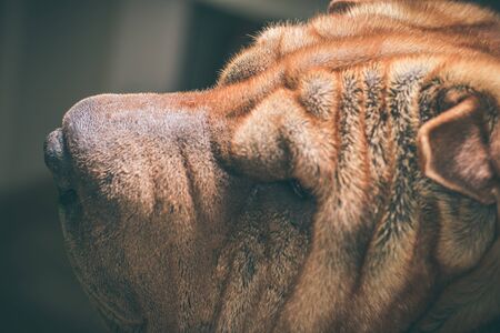 Portrait of a Shar pei dog. Brown coloured dog