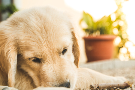 Portrait of a puppy Golden Retriever . Picture of an adorable puppy dogの写真素材
