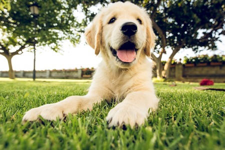 Portrait of a puppy dog of the Labrador retriever breed on the lawn. Adorable puppy in the field