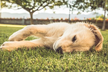 Dog very pretty puppy on the grass of the Labrador retriever breed. Adorable puppy playing in the fieldの写真素材