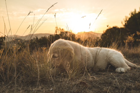 Portrait of a puppy of the golden retriever breed at sunsetの写真素材