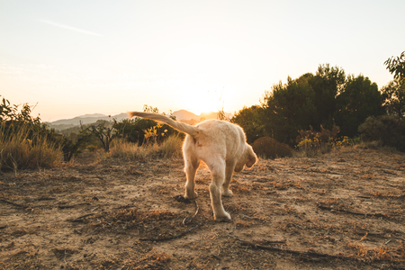 Puppy playing in the field. Adorable puppy of the golden retriever breed.